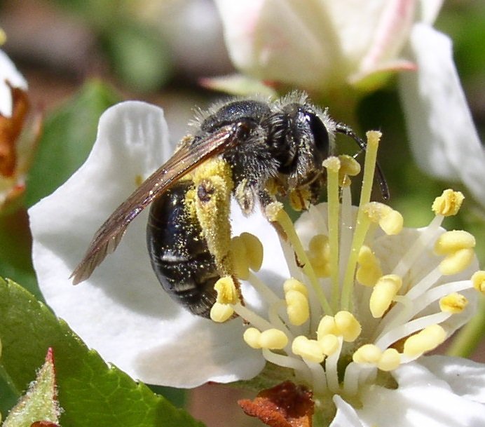 A miner bee, hard at work.
